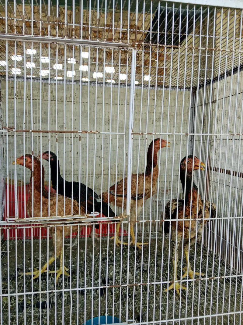 Aseel hen — photo 9