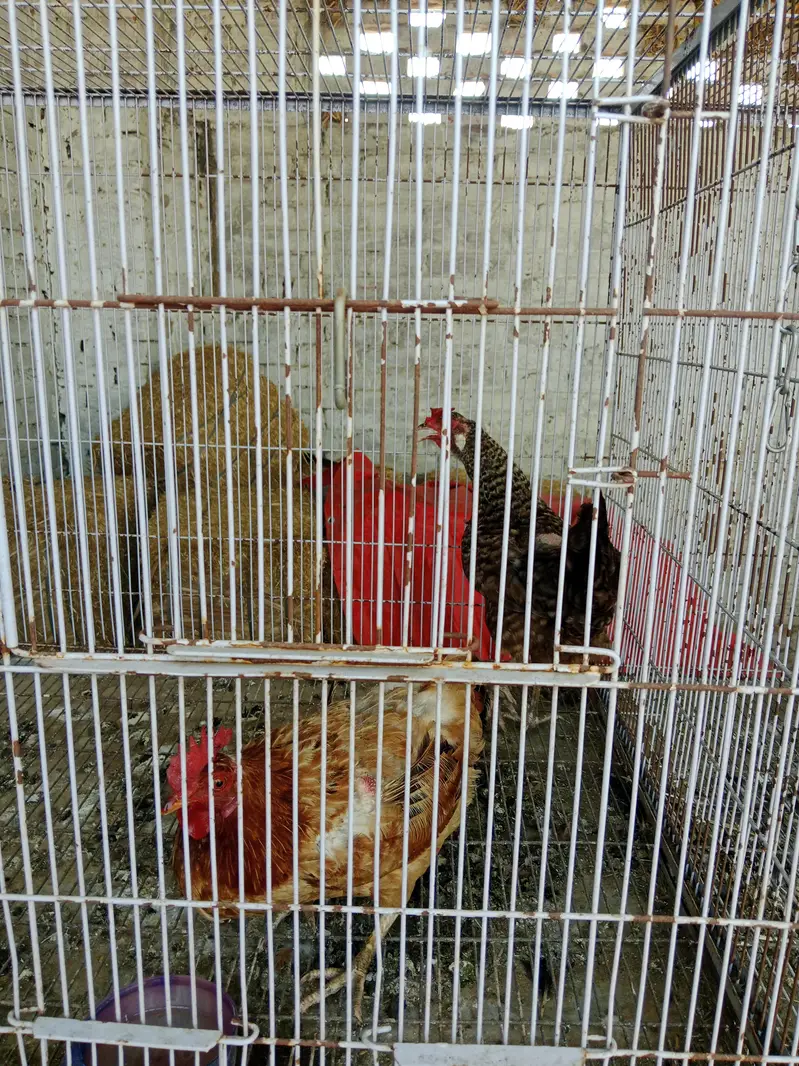 Aseel hen — photo 10