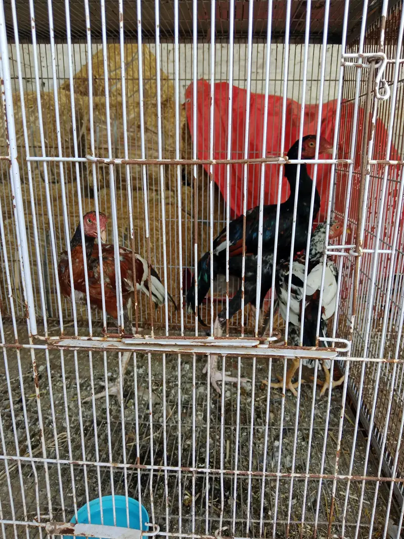 Aseel hen — photo 11
