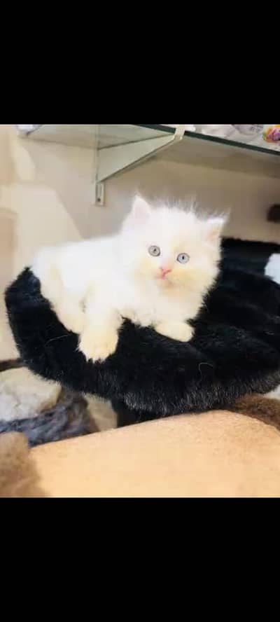 persian cat for sale MywatsapppNumber 0329-26-51-586