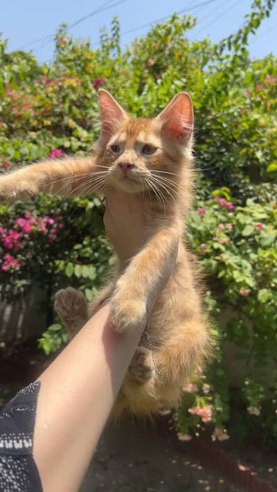 Triple coated Persian cat