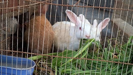 Breeder Rabbits
