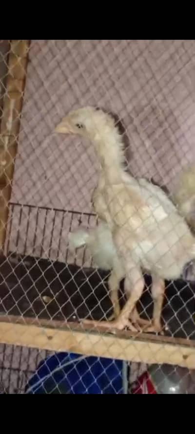 healthy and active pair urgent sale