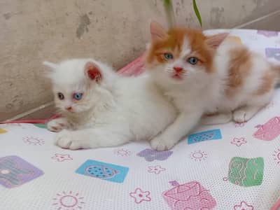 cute persian pair