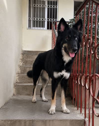 Shes a 2yr old german shepherd × siberian husky mix(Gerberian shepsky)