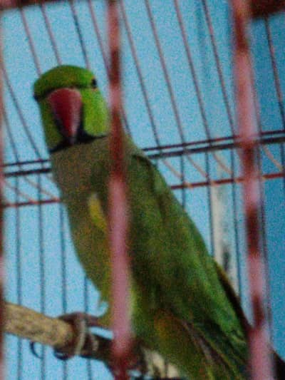 talking male