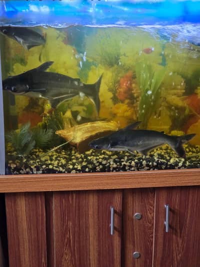 Selling a pair of blue line sharks