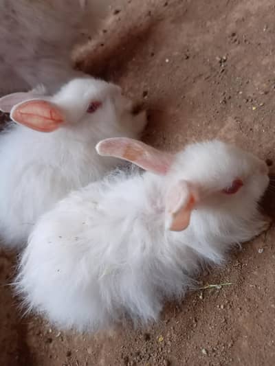 Angora Rabbits for sale(red eyes)