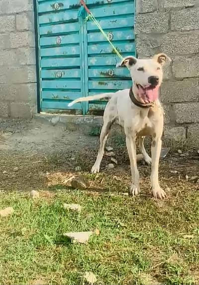 bully gultir Female  03298202490