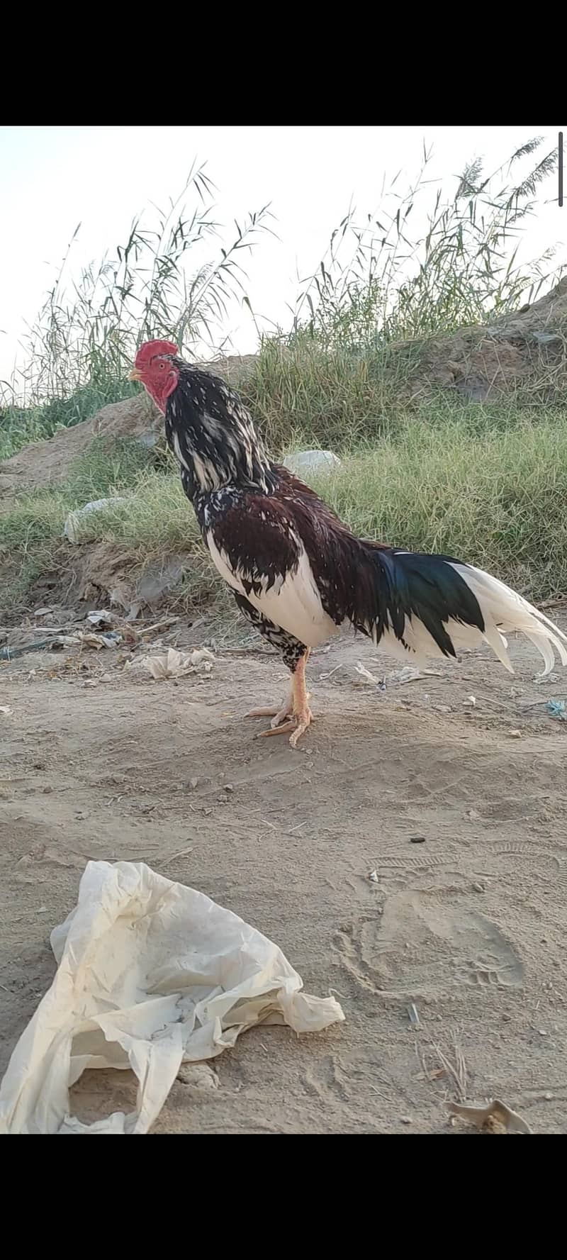 pulya 0