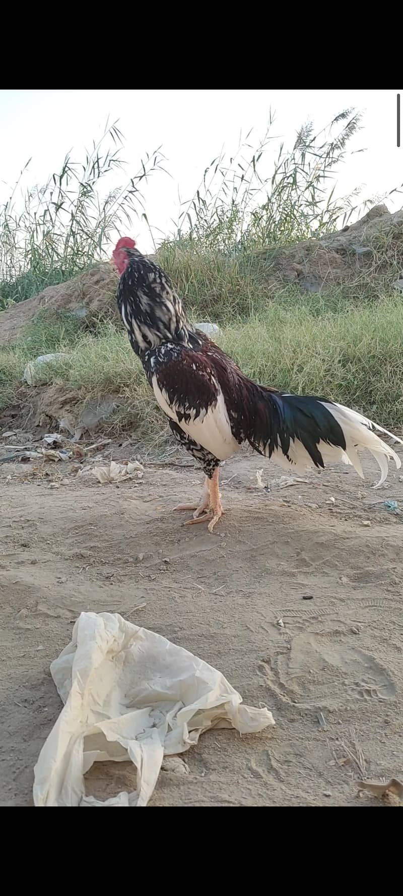 pulya 1