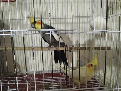 cocktail parrot coctail toty ka jora