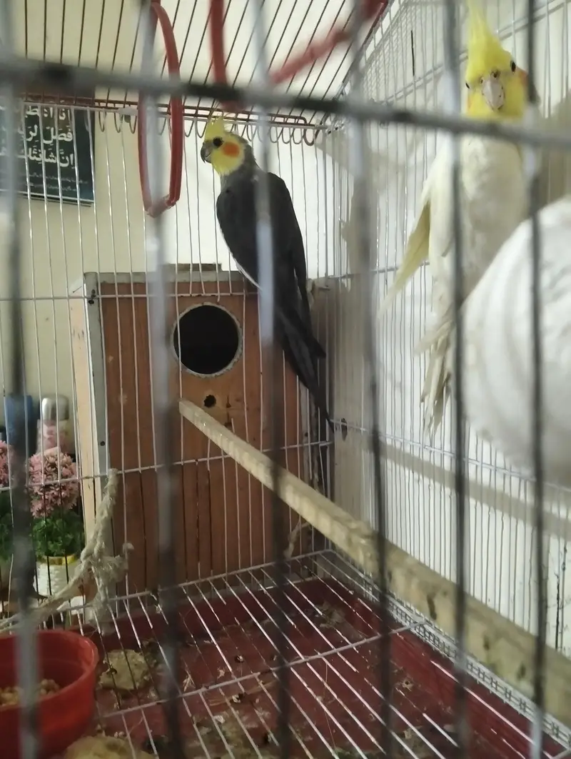 cocktail parrot coctail toty ka jora — photo 2