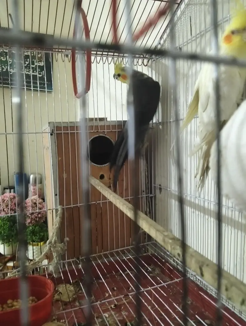cocktail parrot coctail toty ka jora — photo 3