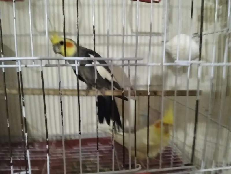 cocktail parrot coctail toty ka jora — photo 5
