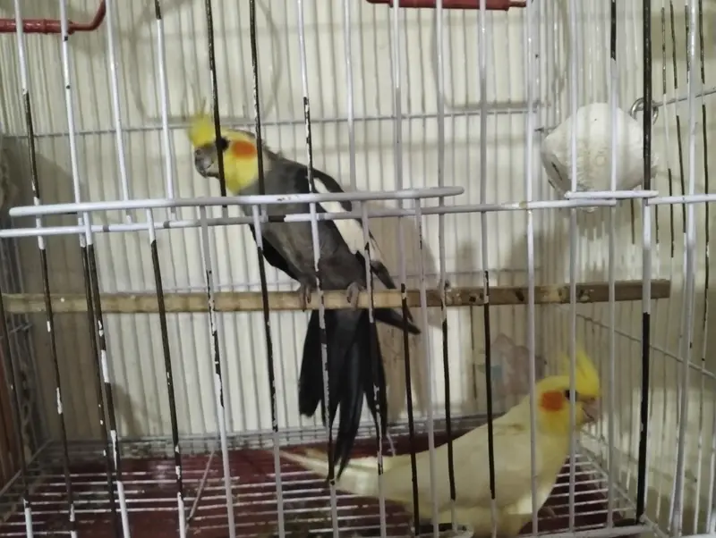 cocktail parrot coctail toty ka jora — photo 6
