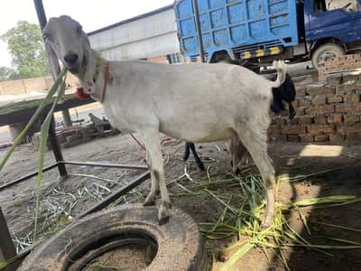 Pure Gulabi rajan puri gabban bakri
