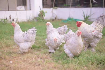 multiple fancy chicken breeds