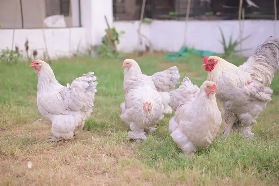 multiple fancy chicken breeds