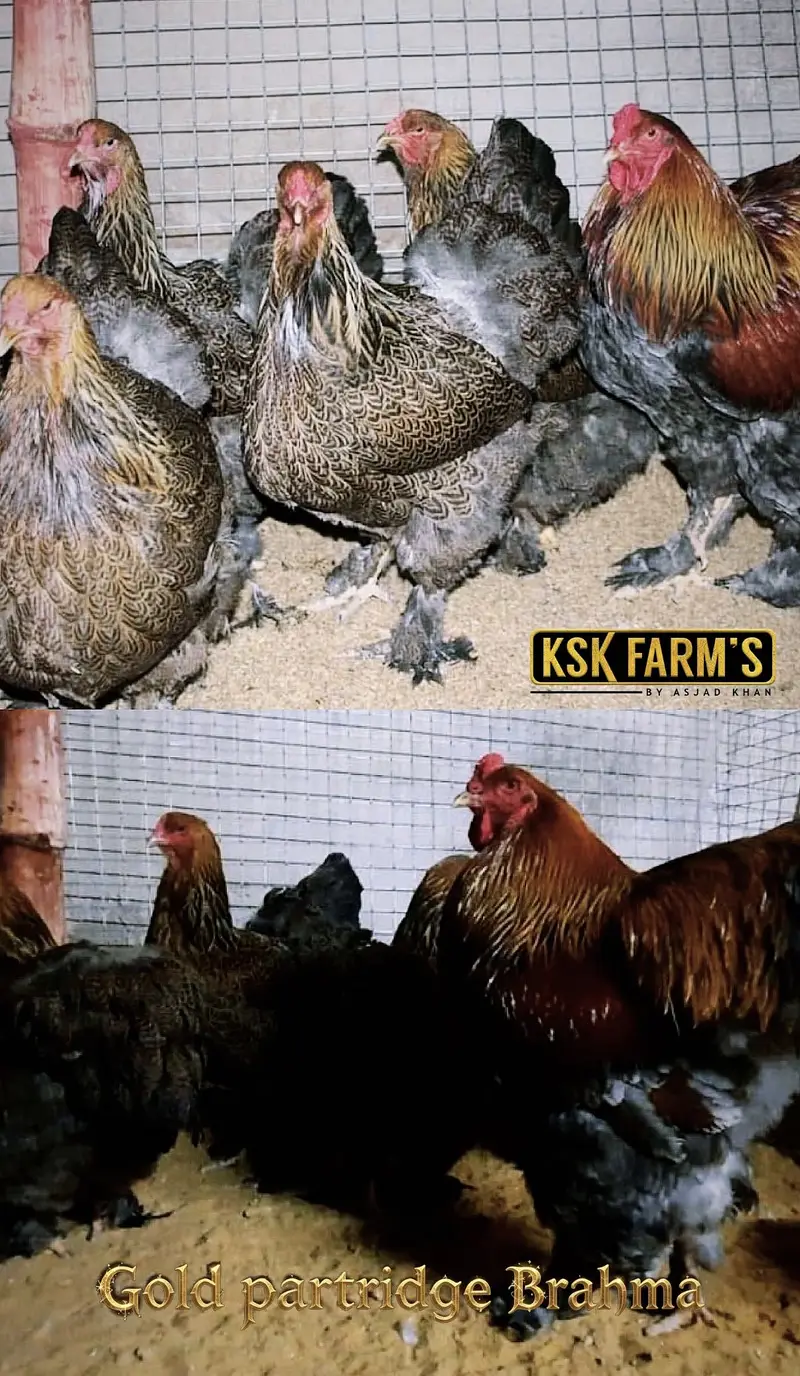 multiple fancy chicken breeds — photo 2