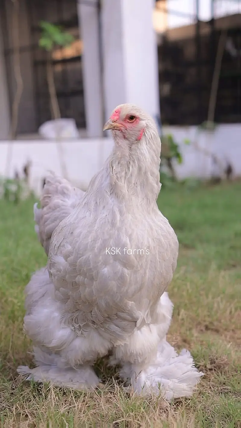 multiple fancy chicken breeds — photo 5