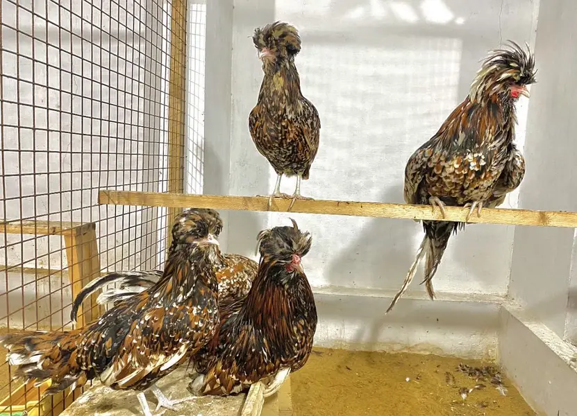 multiple fancy chicken breeds — photo 6