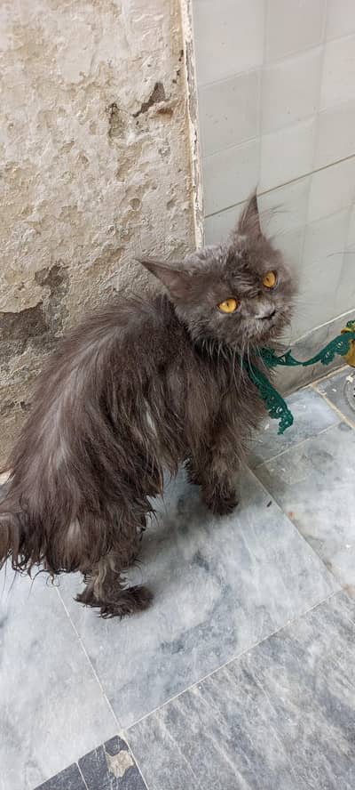 Persian cat 