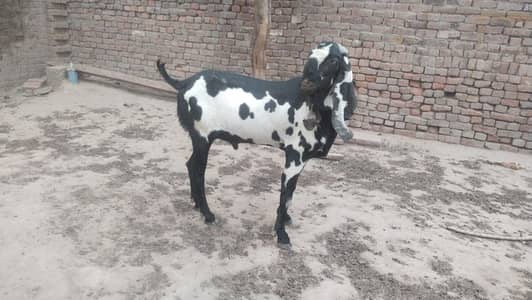 Yung animal bakra