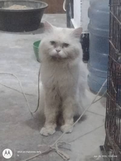 persian male