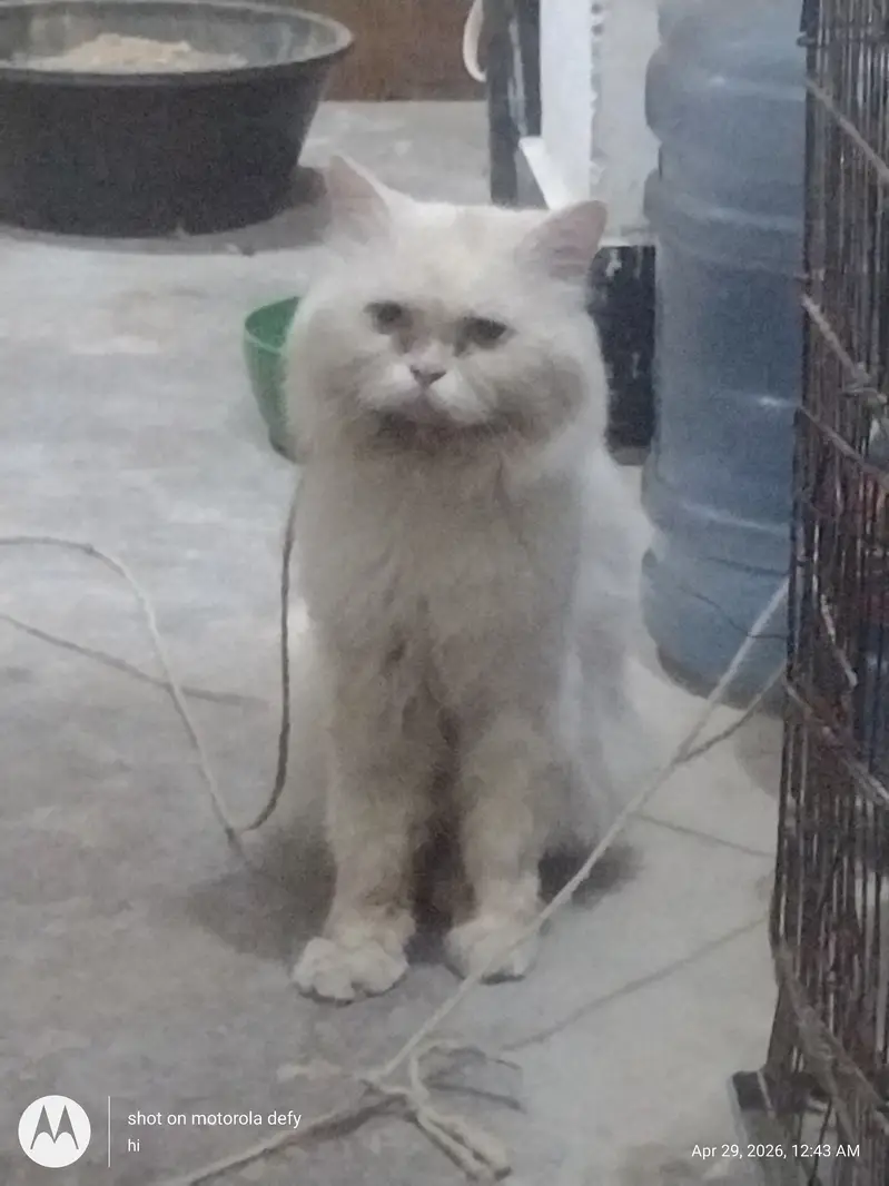 persian male — photo 2