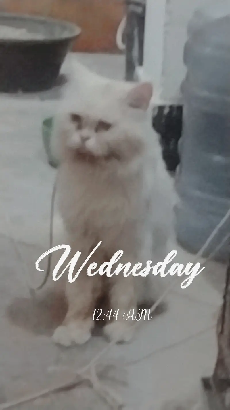 persian male — photo 3