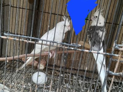 breder pair for sale  price