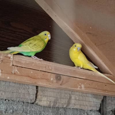 Healthy pair of budgies _ yellow and green - active and beautiful