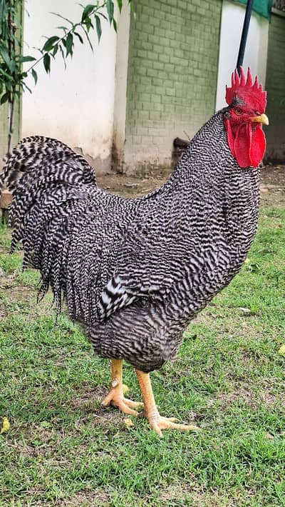 Playmouth rock breeders for sale