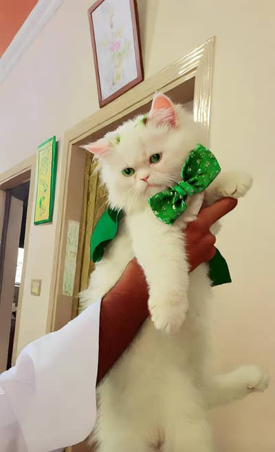 Persian cat punch face