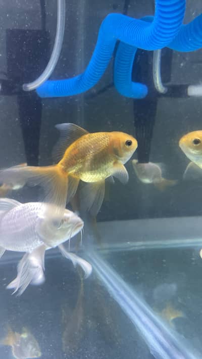 Goldfish | Carp | Koi | Pleco