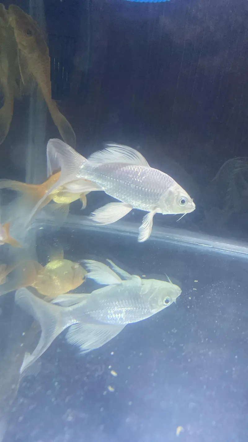 Goldfish | Carp | Koi | Pleco — photo 2