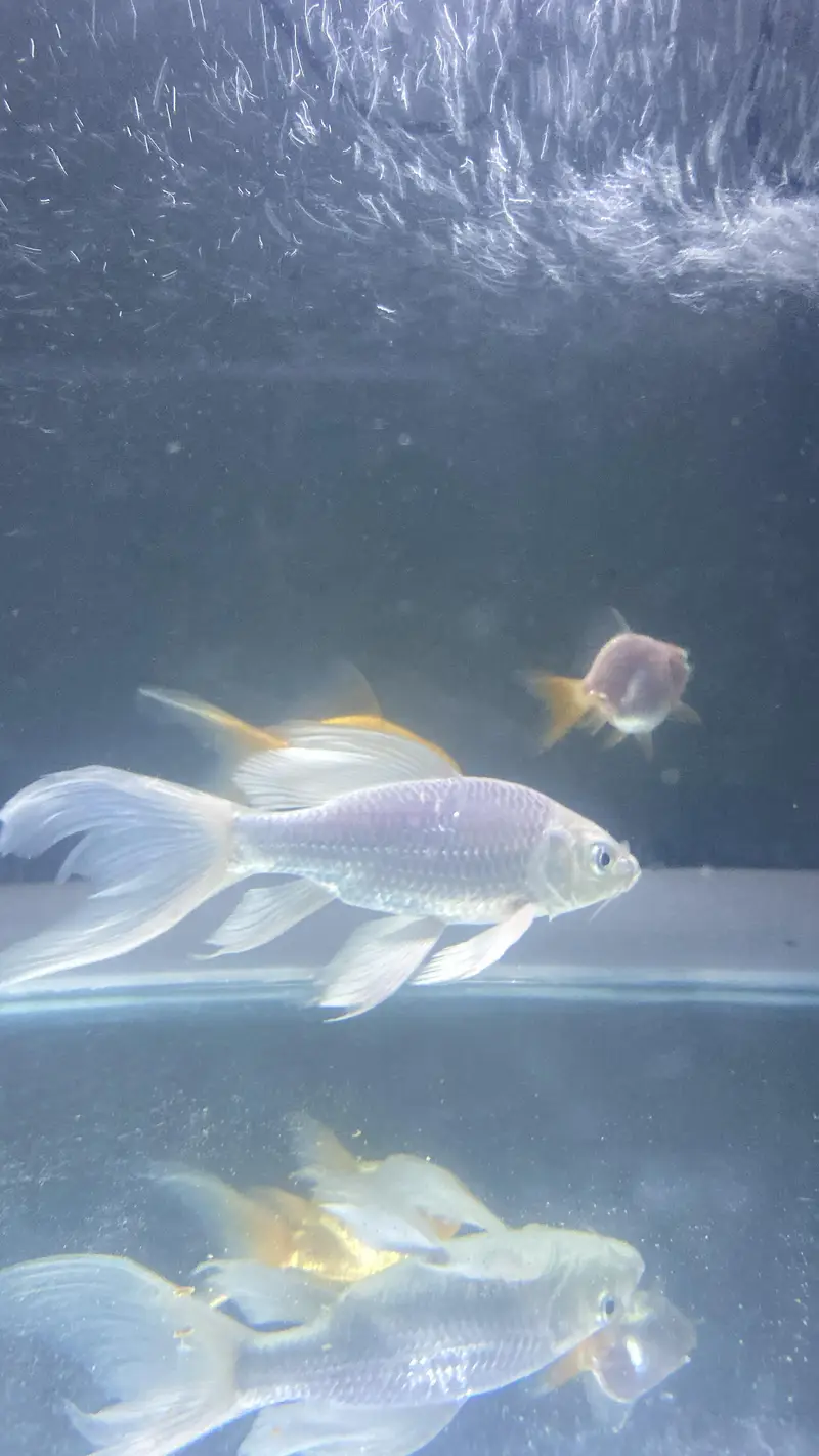 Goldfish | Carp | Koi | Pleco — photo 3