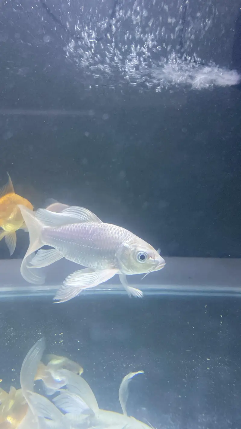 Goldfish | Carp | Koi | Pleco — photo 4