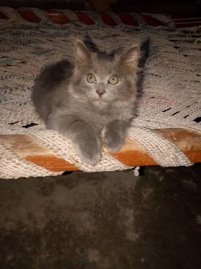 my cat ki Age 30 days ha ya beautiful 
