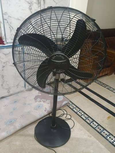 Royal Fan Available for Sale