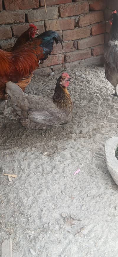 Big size dasi hen
