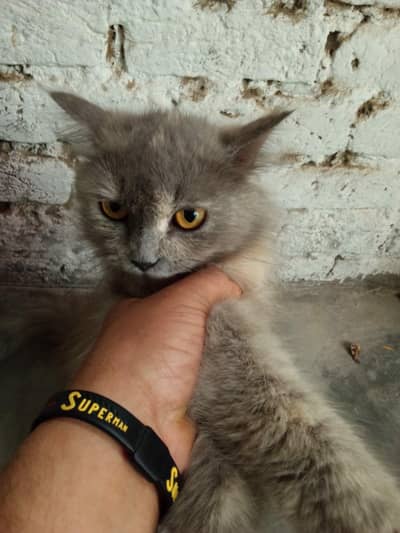 person cats