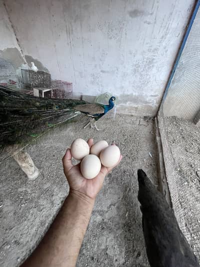 Peacock Firtile Eggs