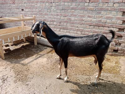 Goats for sale