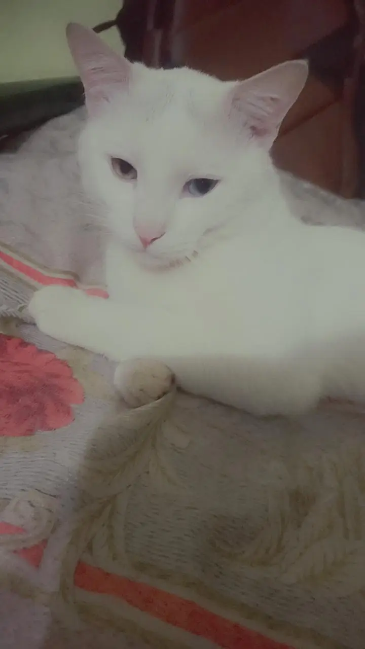 pair of cats — photo 3