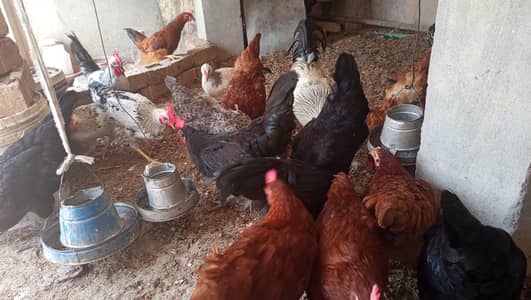 HOME REARED 3month n 1 year DUNDARWI,AUSTROLORP,MISRI,RIR,LOHMANGolden