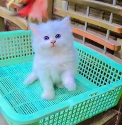(Persian female kitten) (for sale all) (Pakistan delivery available)
