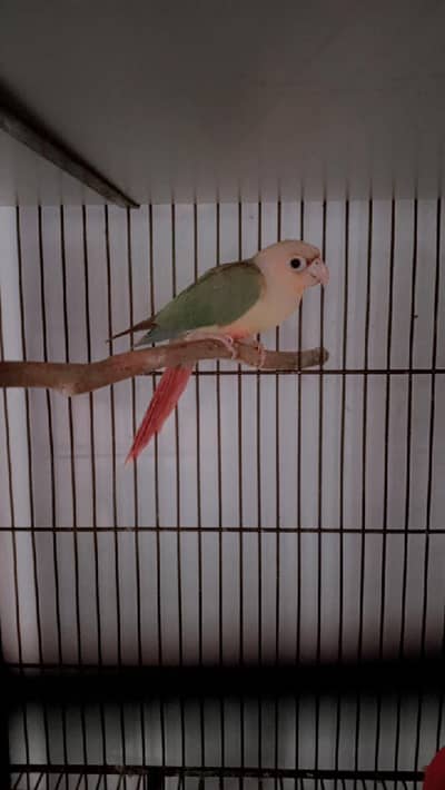 Pineapple Conure