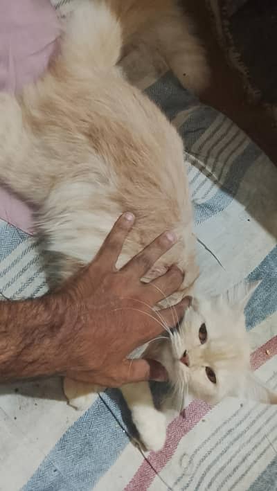 Persian cat hai golden mai male hai